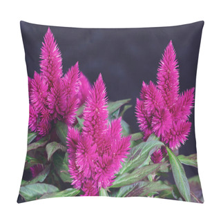 Personality  Beautiful Celosia Plumosa In Garden Pillow Covers