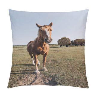 Personality  Rural Scene With Beautiful Brown Horse Grazing On Meadow At Farm Pillow Covers