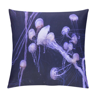 Personality  Beautiful Jellyfish Moving Slowly In Aquarium In Dubai Pillow Covers