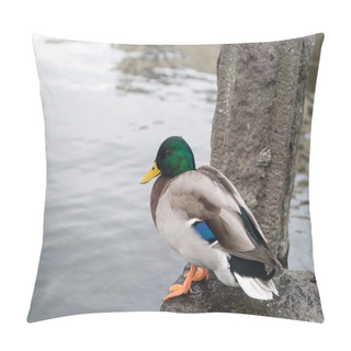 Personality  Duck Sit At Water In Reykjavik, Iceland. Mallard Duck With Green Head And Yellow Beak. Waterfowl Bird On Shore Outdoor. Animal In Wildlife And Wild Nature Pillow Covers