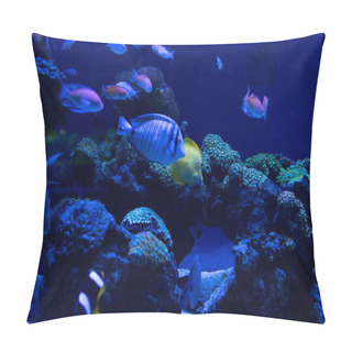 Personality  Fishes Swimming Under Water In Aquarium With Blue Lighting Pillow Covers