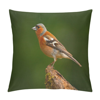 Personality  Chaffinch, Fringilla Coelebs, Orange Songbird Sitting On The Nice Green Lichen Tree Branch With, Little Bird In Nature Forest Habitat, Clear Green Background, Germany. Wildlife Scene From Nature Pillow Covers
