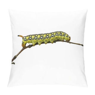 Personality  Isolated Caterpillar Pillow Covers