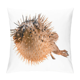 Personality  Orange Fish-hedgehog Isolated On White Pillow Covers