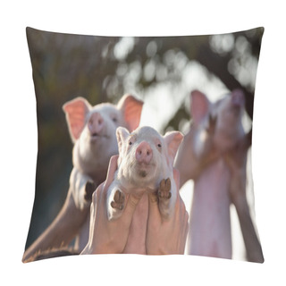 Personality  Piglets Lifted By Men's Hands Pillow Covers