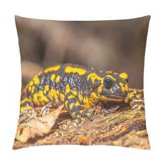 Personality  Fire Salamander (Salamandra Salamandra) In Natural Habitat Pillow Covers