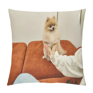 Personality  Cropped View Of Dog Owner Holding Paws Of Cute Pomeranian Spitz Sitting On Soft Couch In Pet Hotel Pillow Covers