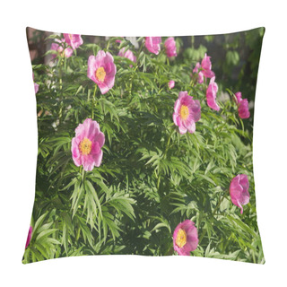 Personality  Bush Of A Wild Pink Simple Peony Of Maryin Root (lat. Paeonia Anomala) Blooms In The Garden. Pillow Covers