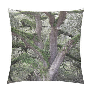 Personality  Large Aged Oak Tree With Winding Limbs And Fern In The Countryside Of Tallahassee, Florida Pillow Covers