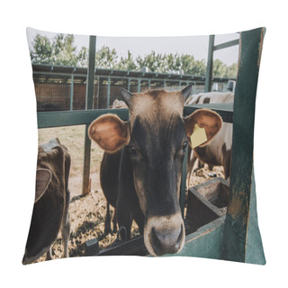 Personality  Close Up View Of Domestic Beautiful Cows Standing In Stall At Farm Pillow Covers