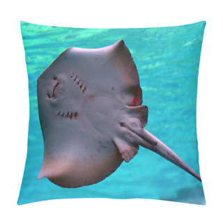 Personality  Stingray Bottom In Sea World Gold Coast Australia Pillow Covers