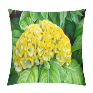Personality  Yellow Cockscomb Flower Pillow Covers