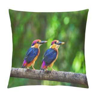 Personality  Two Young Oriental Dwarf Kingfisher, Chiplun, Maharashtra, India. Pillow Covers