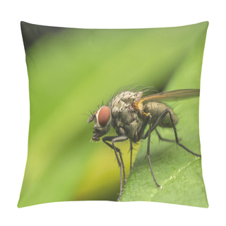 Personality  Common Fly Pillow Covers
