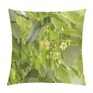 Personality  Beautiful Linden Branches With Flowering Buds Close-up. Pillow Covers