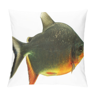 Personality  Tambaqui Fish Isolated On White Studio Aquarium Shot Pillow Covers