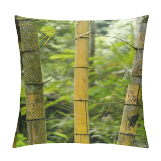 Personality  Bamboo Plants Pillow Covers