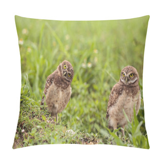 Personality  Family With Baby Burrowing Owls Athene Cunicularia Perched Outside A Burrow On Marco Island, Florida Pillow Covers