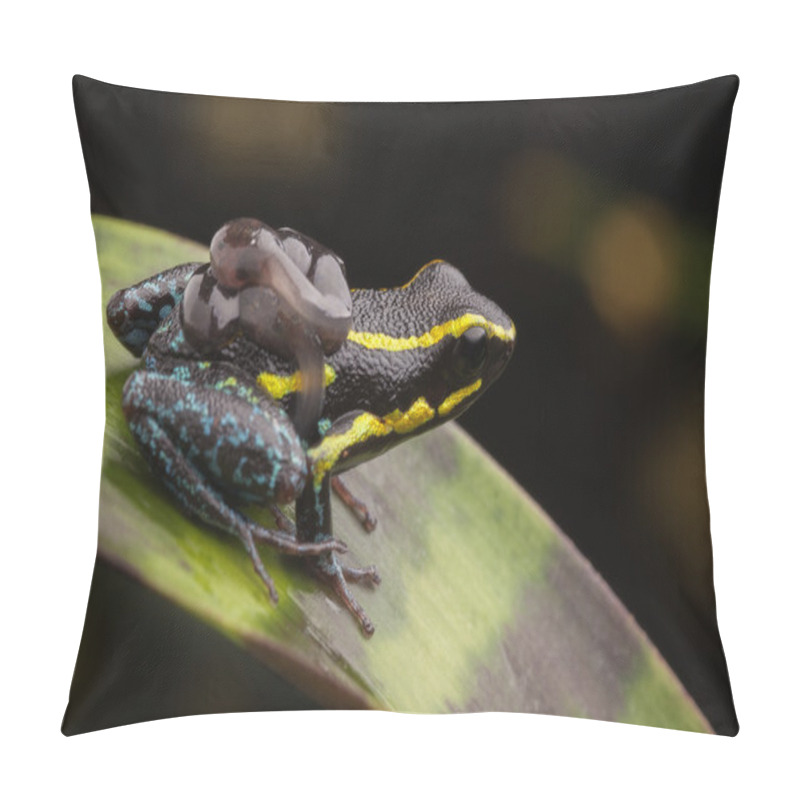 Personality  poison dart frog tadpoles pillow covers