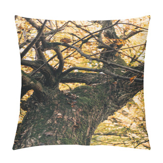 Personality  Selective Focus Of Old Tree With Yellow Leaves  Pillow Covers