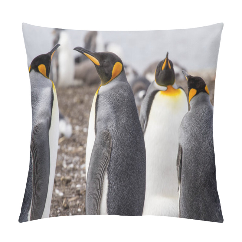 Personality  King Penguin in Falkland Islands pillow covers