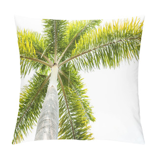 Personality  Foxtail Palm Tree  On White Background Pillow Covers