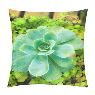 Personality  Succulent Beautiful Green Plant In The Garden Picture Image Background Template  Pillow Covers