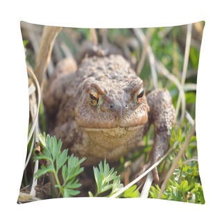 Personality  Large Earth Toad Hunts From Shelter In The Dry Grass Pillow Covers