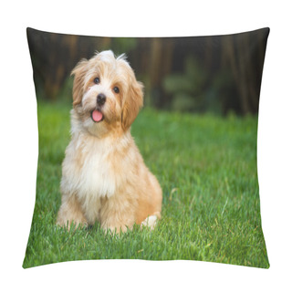 Personality  Happy Little Orange Havanese Puppy Dog Is Sitting In The Grass Pillow Covers