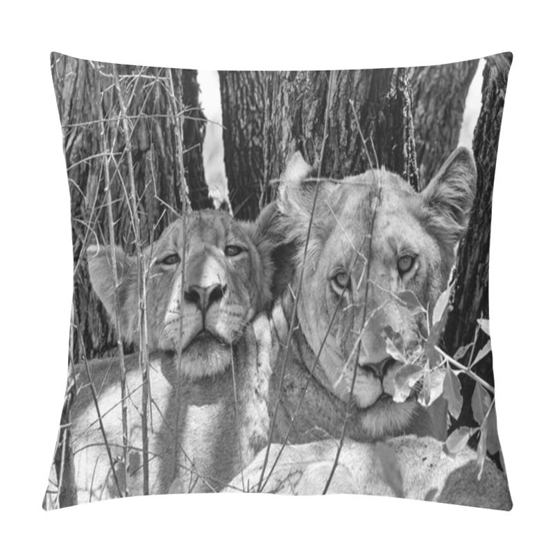 Personality  A Pair Of Lion Cubs Avoiding The Heat Of The Day Under A Shady Tree Pillow Covers
