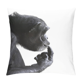 Personality  Puzzled Chimp Isolated On White Pillow Covers