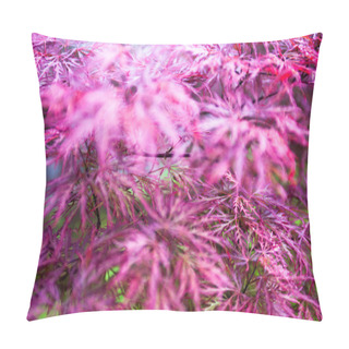 Personality  Pink Leaves Of The Japanese Maple (Acer Palmatum) Pillow Covers