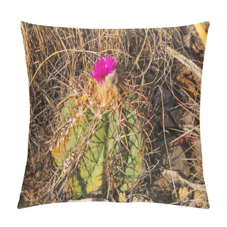 Personality  Flower Echinocactus Horizonthalonius, Turk's Head Cactus In The Texas Desert In Big Bend National Park Pillow Covers