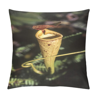 Personality  Madagascar Pitcher Plant (Nepenthes Madagascariensis), Taolagnaro, Anosy, Madagascar, Africa Pillow Covers