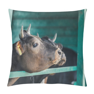 Personality  Brown Cows At Farm Pillow Covers