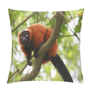 Personality  Red Ruffed Lemur, Varecia Rubra Pillow Covers