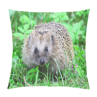 Personality  Wild Hedgehog Pillow Covers