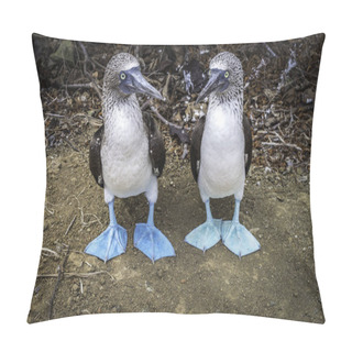Personality  Pair Of Blue Footed Boobies. Endemic Birds Of The Latin America Pacific Pillow Covers