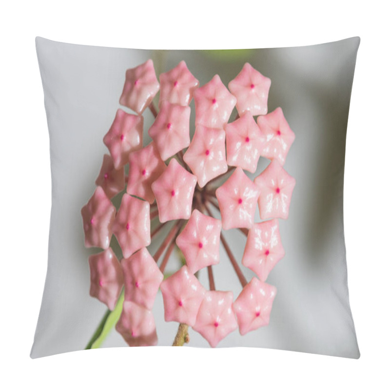 Personality  Hoya lacunosa flowering home plant pillow covers