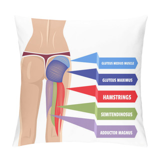 Personality  Vector Gluteus Maximus Illustration Pillow Covers