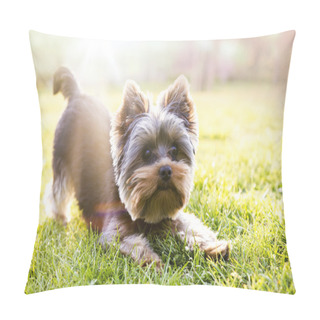 Personality  Yorkshire Terrier Sitting On The Grass Waiting For Play Pillow Covers