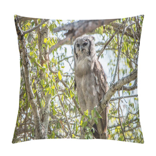 Personality  Verreaux's Eagle Owl Sitting On A Branch.d Pillow Covers