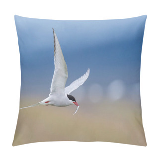 Personality  The Arctic Tern Or Sterna Paradisaea Is Flying And Looking For Its Chicks To Feed Them They Nest In Typical Medow, At The Famous Jkulsrln Glacier Lake In Iceland Pillow Covers