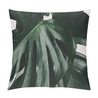Personality  Full Frame Shot Of Monstera Leaves Isolated On White Pillow Covers