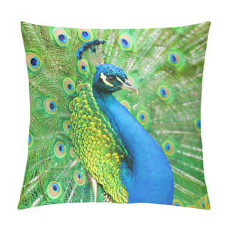 Personality  Portrait Of Beautiful Peacock Pillow Covers