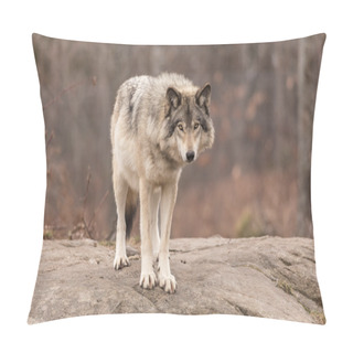 Personality  A Lone Timber Wolf Pillow Covers