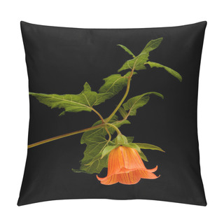 Personality  Flora Of Gran Canaria -  Canarina Canariensis, Canary Bellflower Isolated On Black Pillow Covers