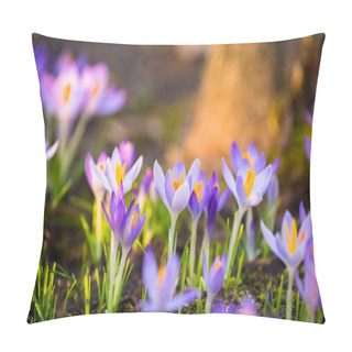 Personality  Close-up Of Blooming Purple Crocus Flowers. Park. Europe. Early Spring. Symbol Of Peace, Joy, Purity, Easter. Landscaping, Gardening, Ecotourism, Environment. Art, Macrophotography, Bokeh, Background Pillow Covers