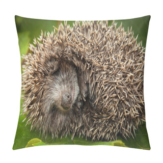 Personality  Little Hedgehog Sleeps On Green Leaves. Pillow Covers