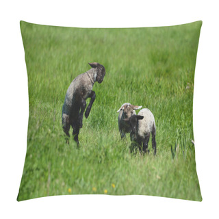 Personality  Baby Sheep Lambs Playing In Spring Pasture Pillow Covers